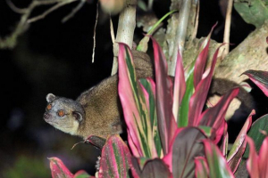 Види olinge і життя цих єнот Види olinge і життя цих єнот